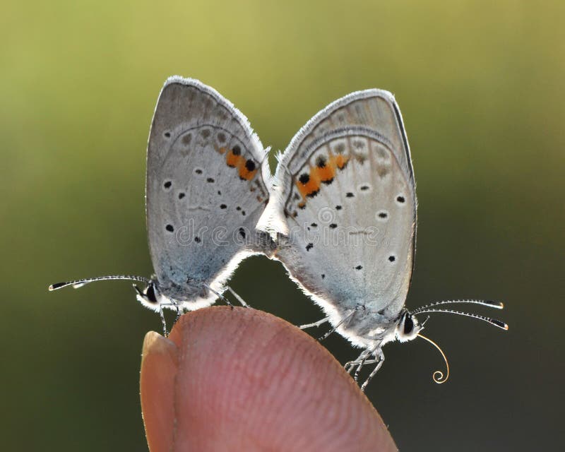 Two butterflies