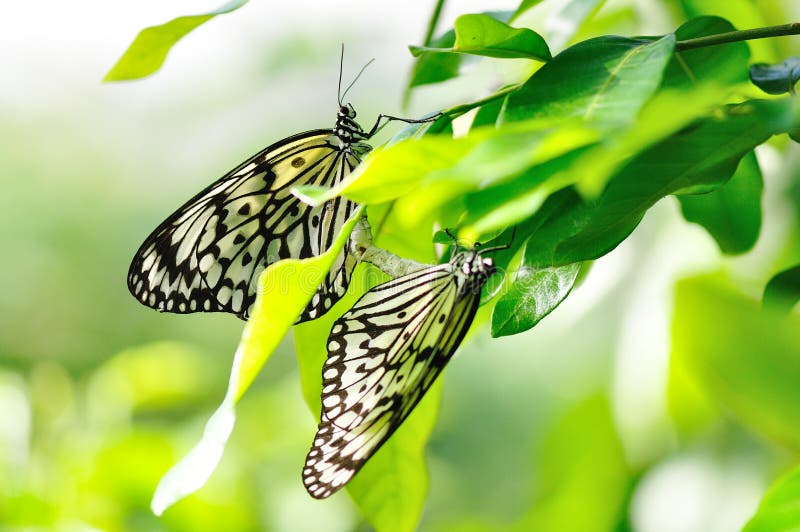 Two butterflies