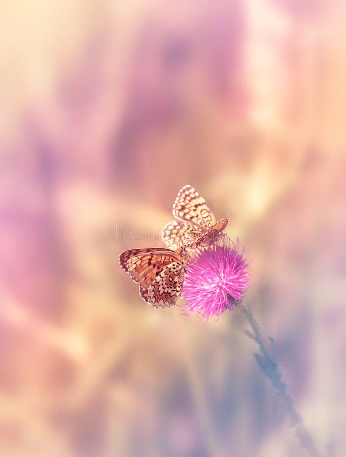 Two butterflies on the flower