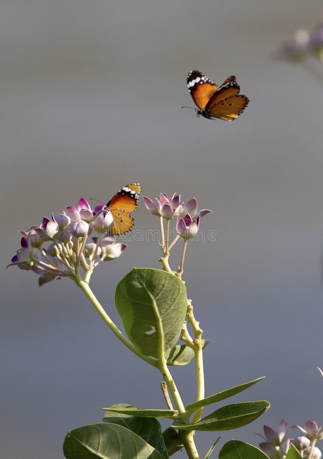 Two Butterflies and Flowers