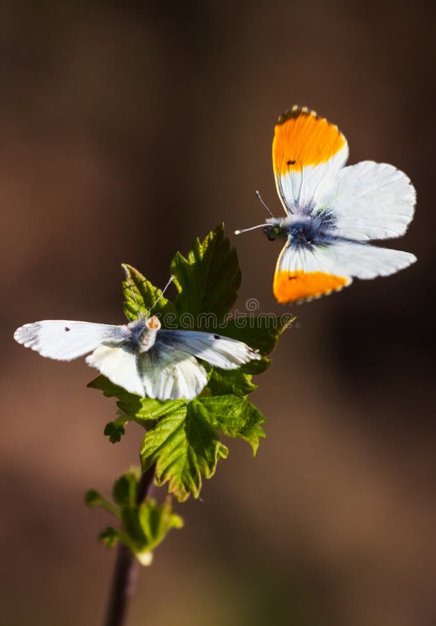 Butterflies in love stock photo. Image of lifestyle, natural 47757130