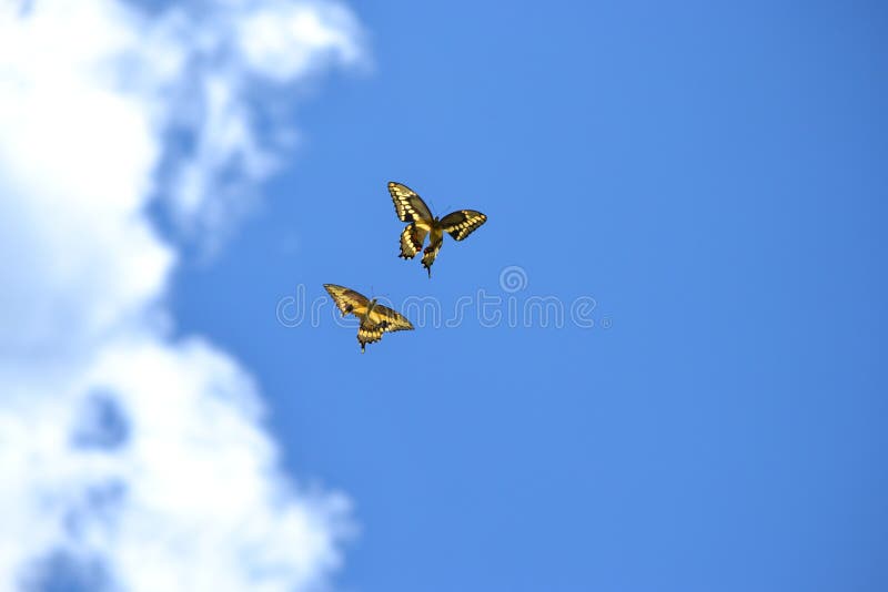 Two butterflies one with a handicap enjoying a bright blue sky and puffy clouds.