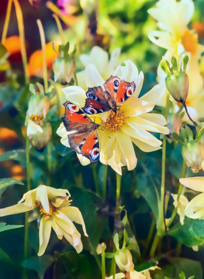 Two Butterfly on flowers yellow dahlias in the garden royalty free stock photo Two Butterfly on flowers yellow dahlias in the garden royalty free stock photo