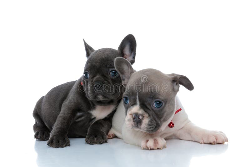 Two Calm French Bulldog Puppies Looking Away And Relaxing Stock Image ...