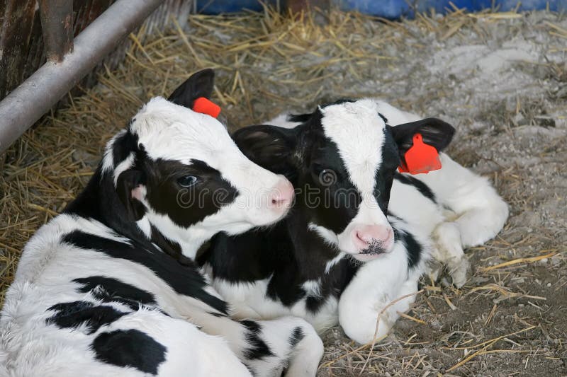 Two calves royalty free stock photo