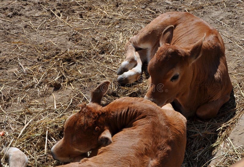 Two calves on the farm royalty free stock photo Two calves on the farm royalty free stock photo