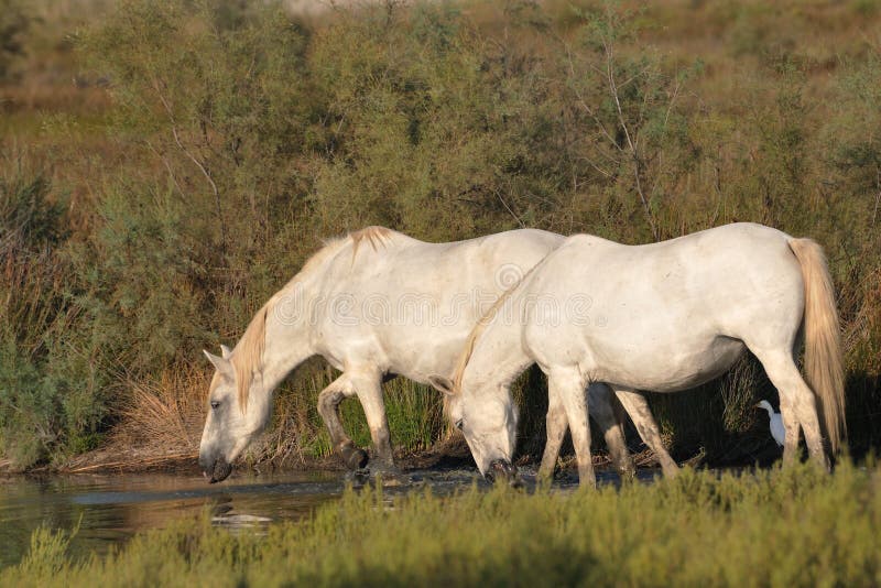 Two Camargue horses drinking at a pond stock photo Two Camargue horses drinking at a pond stock photo