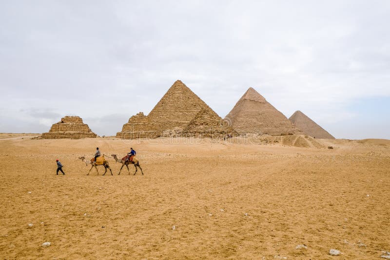 Camels walking in front of the pyramids at Giza
