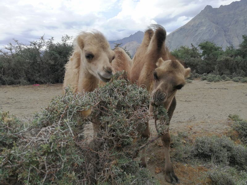 Camel are Eating Shrub and Thorny Plants. Stock Photo Image of desert
