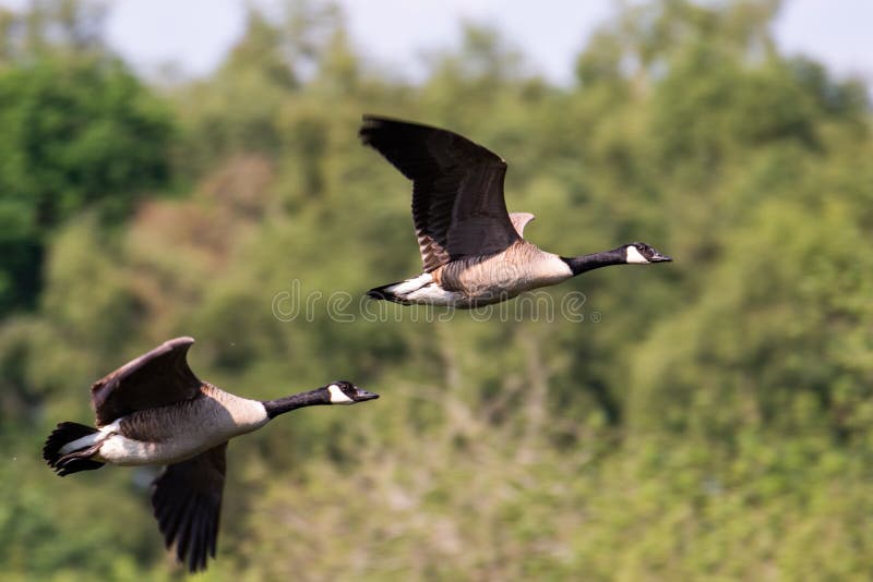 Two Canada Geese flying royalty free stock images Two Canada Geese flying royalty free stock images
