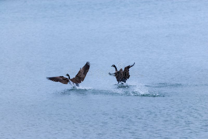 Two Canada geese landing on water