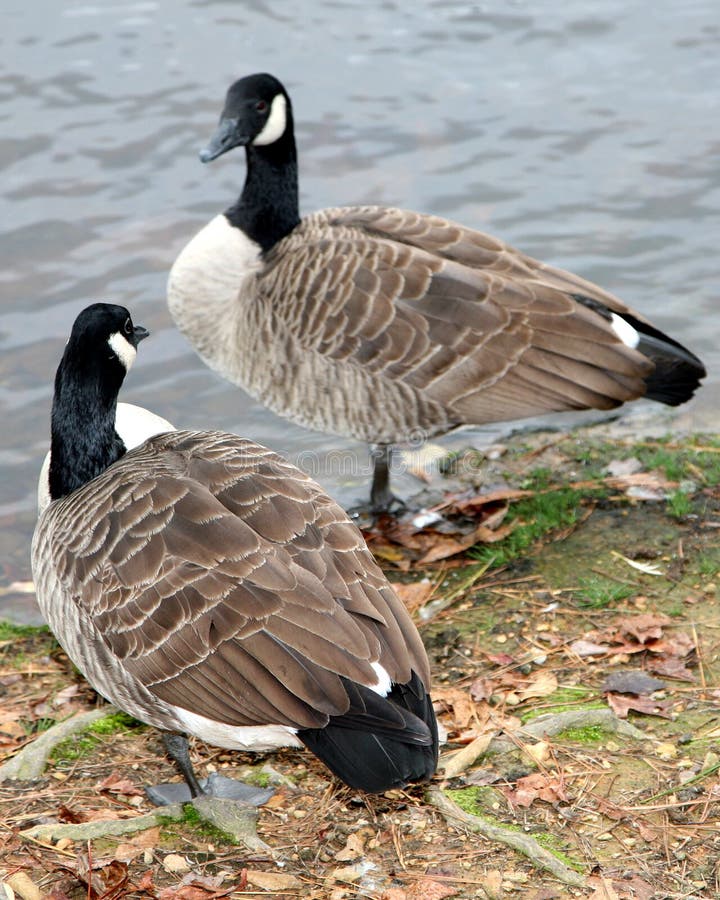 Two Canadian geese looking at each other royalty free stock image