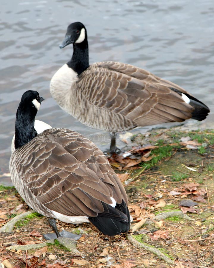 Two Canadian geese looking at each other