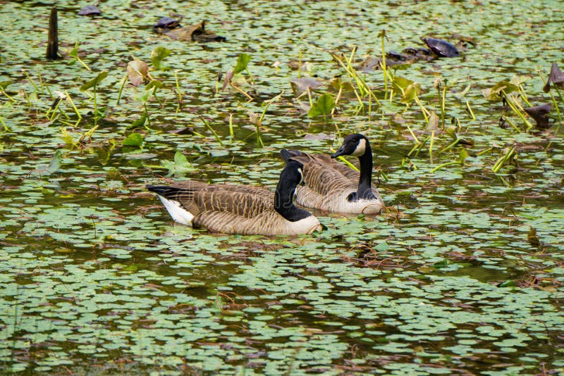 Two Canadian Geese Swimming on a Mountain a Pond - 2