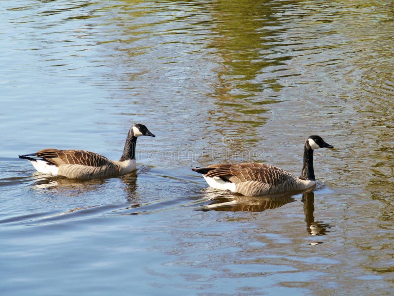 Two Canadian Geese Swimming in a Pool Stock Image - Image of exoot ...