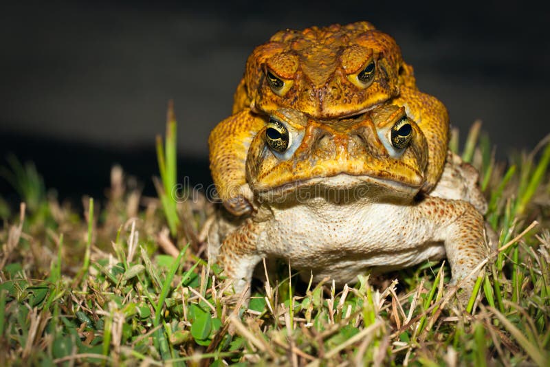 Two cane toads (Bufo marinus) mating