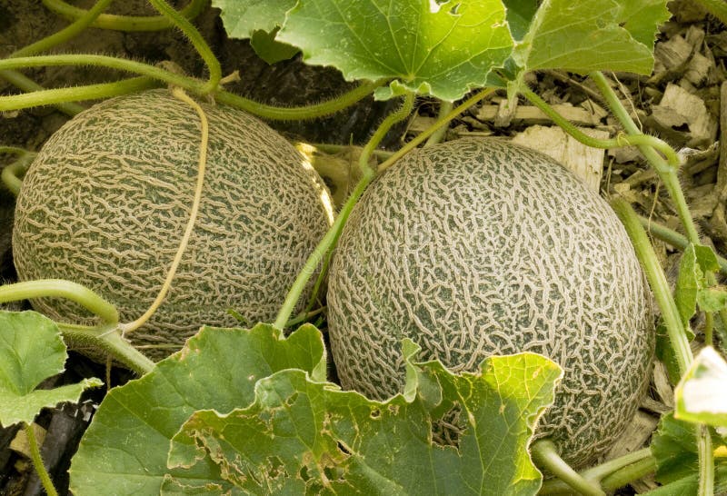 Two cantaloupes stock photo. Image of pattern, organic 15518132