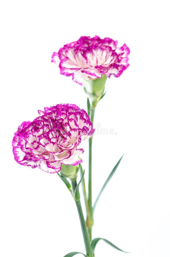 Two Carnation Flowers Design Isolated On White Background Stock Photo