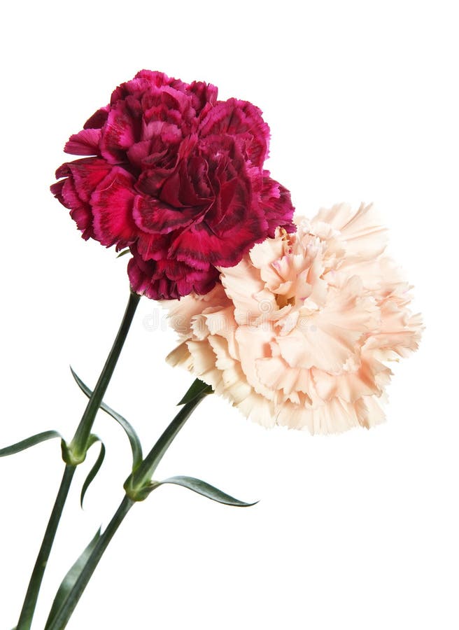 Close up carnation flower stock image. Image of china 25167331