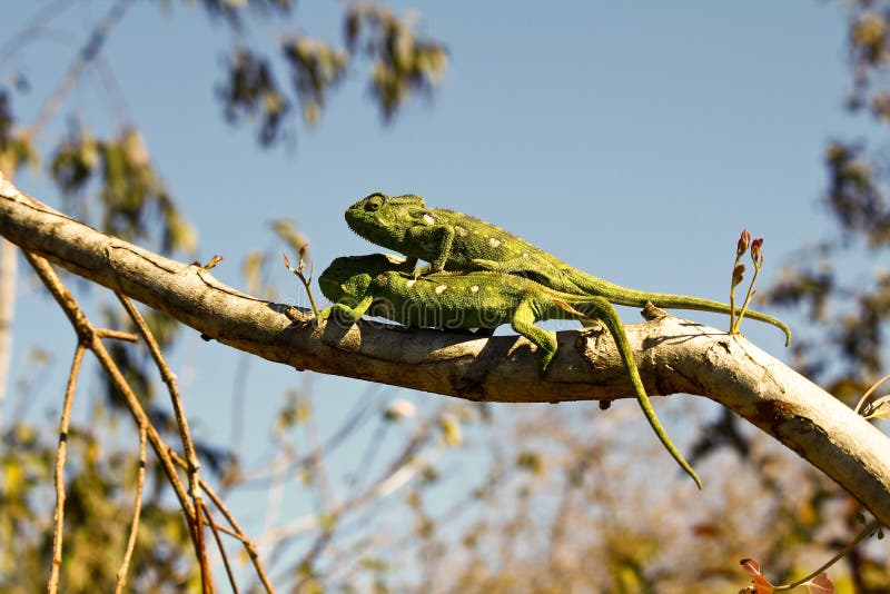 Two Carpet Chameleons (Furcifer lateralis)