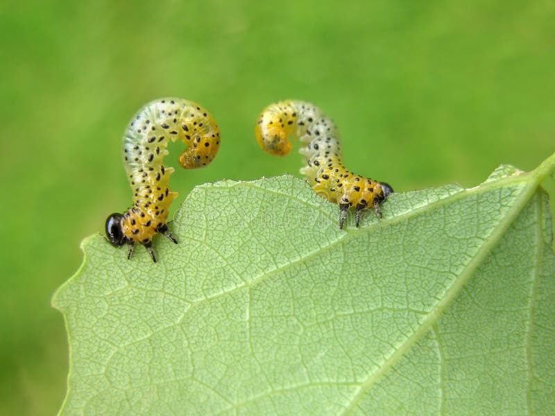 Two Caterpillars Eat a Leaf of a Tree in the Garden. Agriculture, Green Background Stock Photo