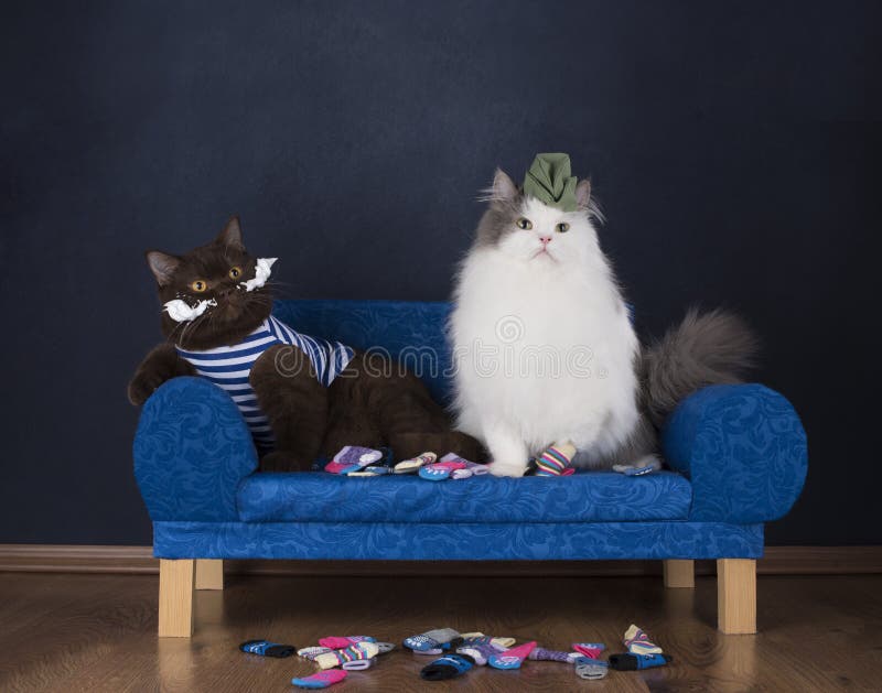 Two cats choose socks sitting on the couch