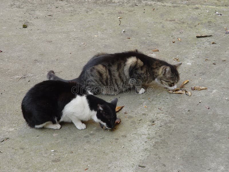 Two cats eating fish stock image. Image of food, prey 17497821