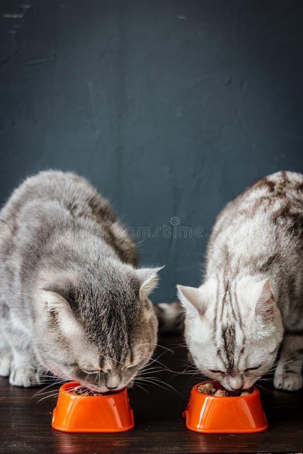 808 Two Cats Eating Food Photos Free & RoyaltyFree Stock Photos from