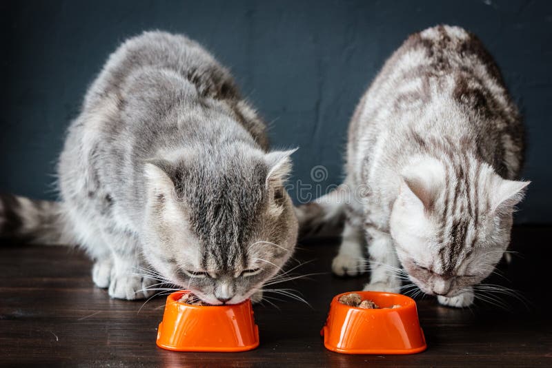 Two Cats Eating Food from Pet Bawl in Shape of Heart Stock Photo