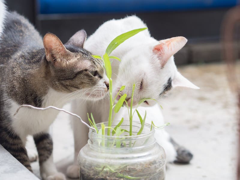 Cats Eating stock photo. Image of furry, brown, belly 176721080