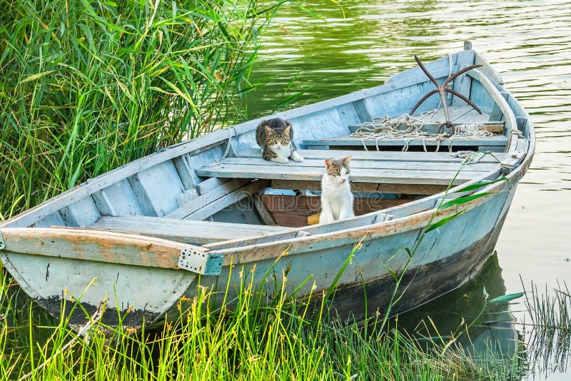 Two cats in a fishing boat stock image. Image of flora 39844127