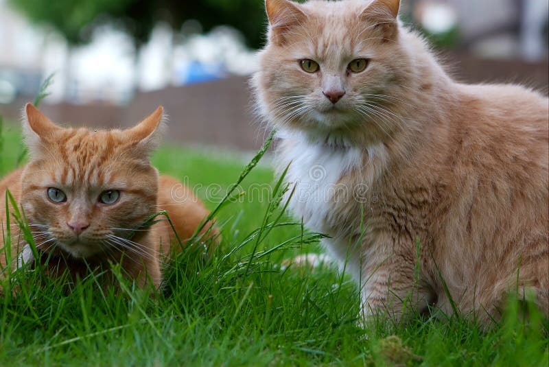 158,585 Cats Photos - Free & Royalty-Free Stock Photos from Dreamstime