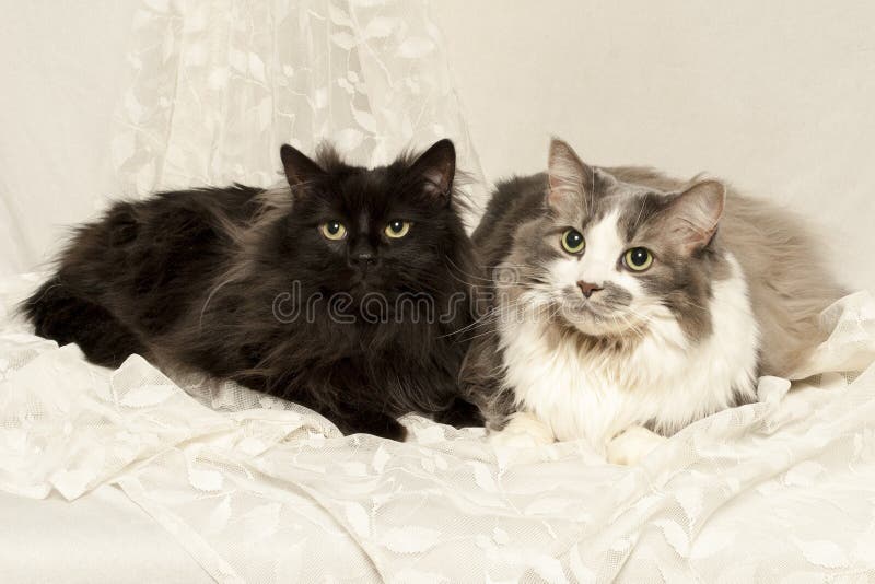 Two Cats Laying on a Muted Back Drop Stock Image - Image of black ...
