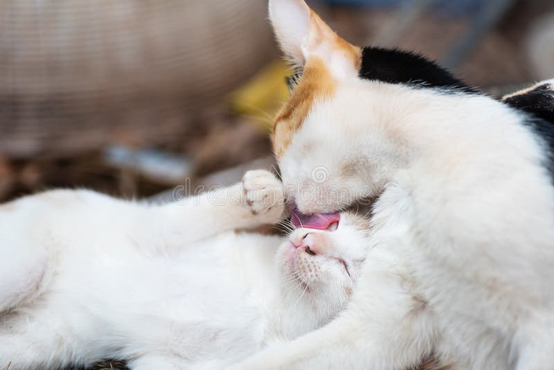Two Cats are Licking Together Stock Photo Image of mammal, playing