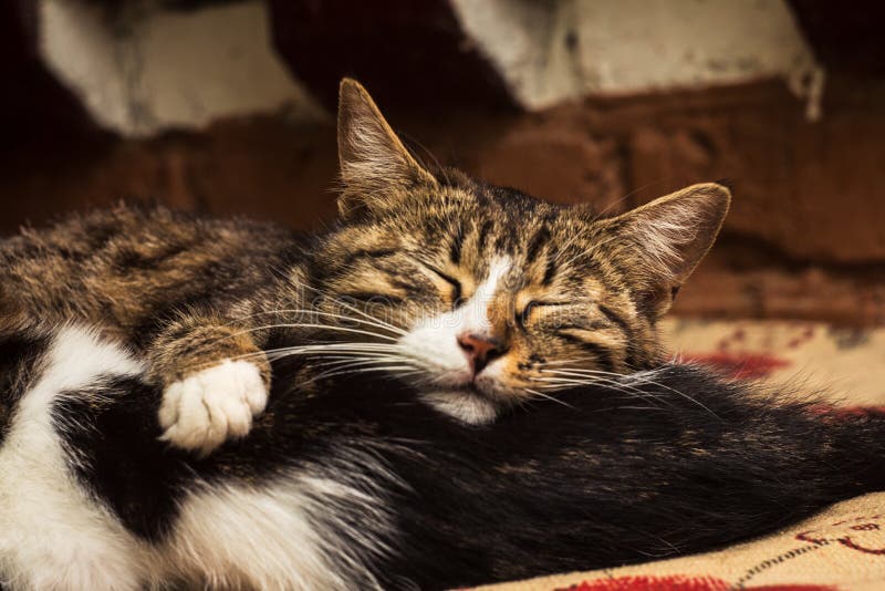 Two cats sleep together stock image. Image of together 30896743