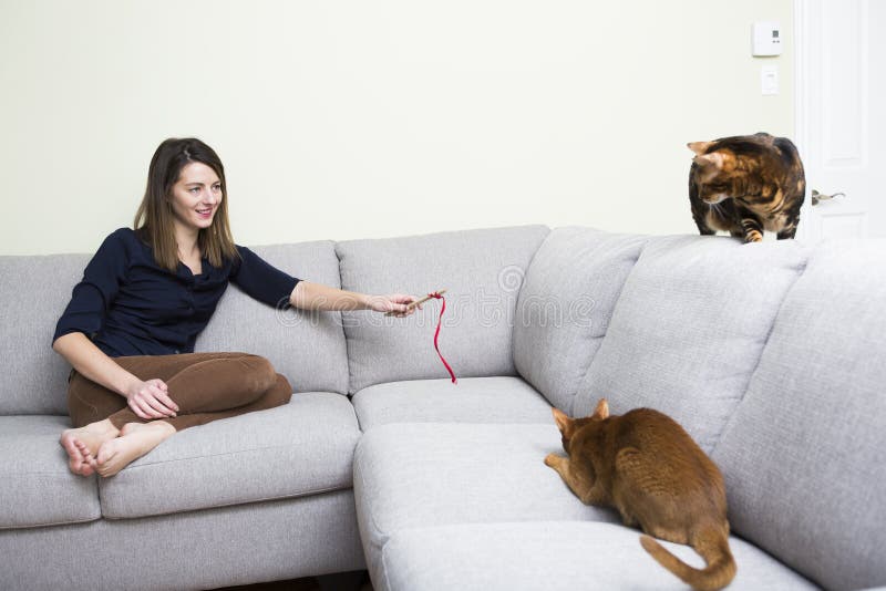 Cats and Woman in the Living Room on the Couch Stock Image Image of