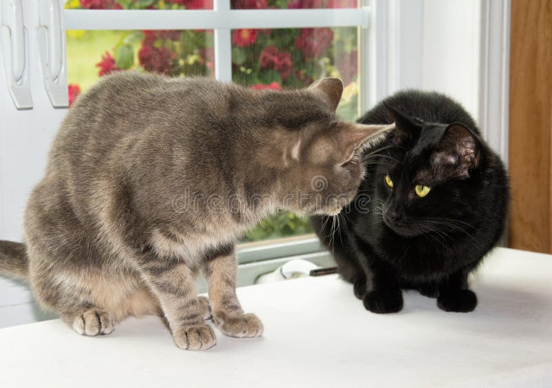 1,363 Suspiciously Stock Photos - Free & Royalty-Free Stock Photos from