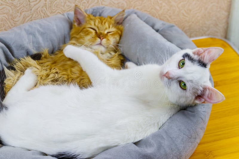 Two Cats Lying in Their Soft Cozy Cat Bed Stock Image Image of