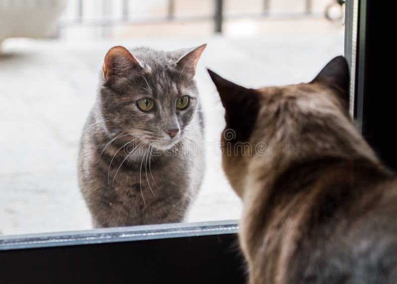 Two cats meeting stock image. Image of window, kitten 58430023
