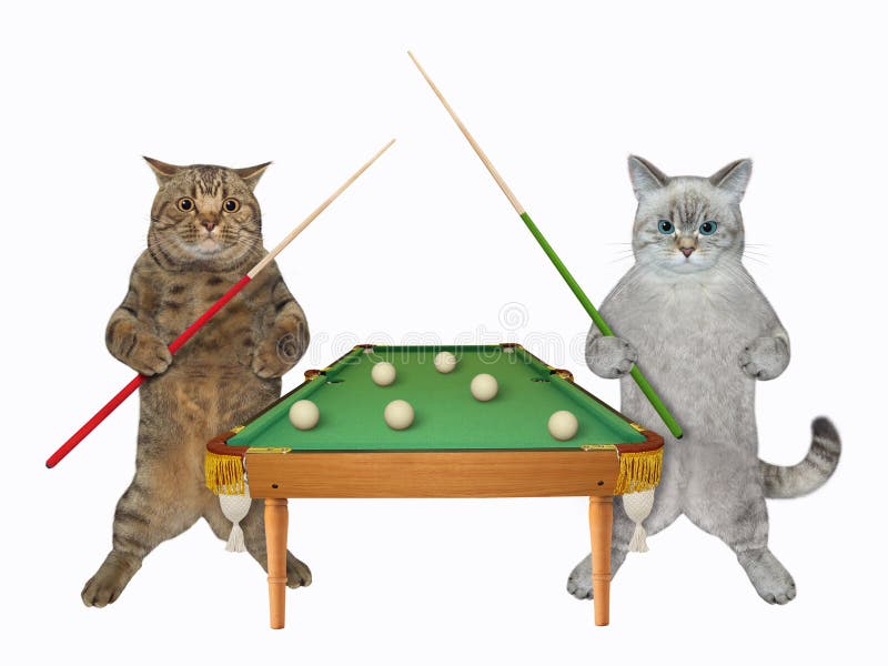 Two cats near pool table stock image. Image of exercise 240176773