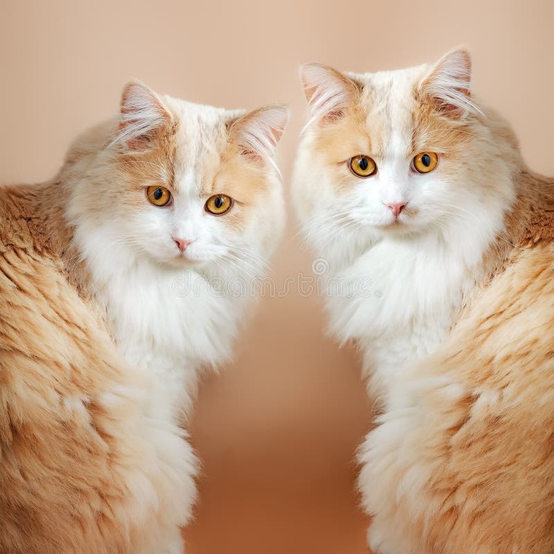 Two cats on orange background royalty free stock photo
