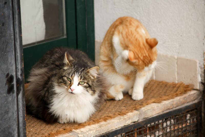 Cats outside stock image. Image of animal, beautiful 47475981