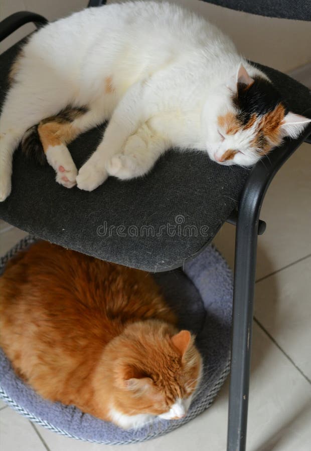 Two cats sleep stock photo. Image of room, animal, resting 103921592