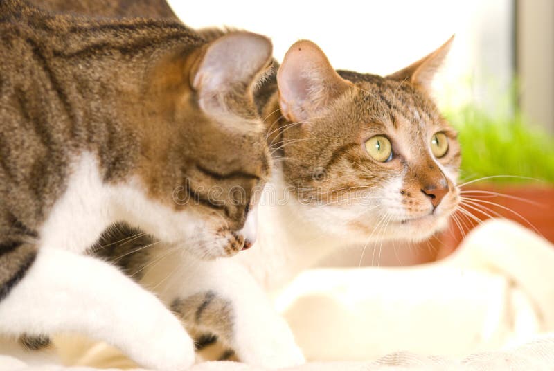 Two Cats Play Together Royalty Free Stock Photography Image 20758307