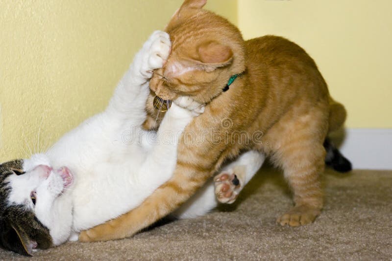 Dve mačky hrá v domácom prostredí.