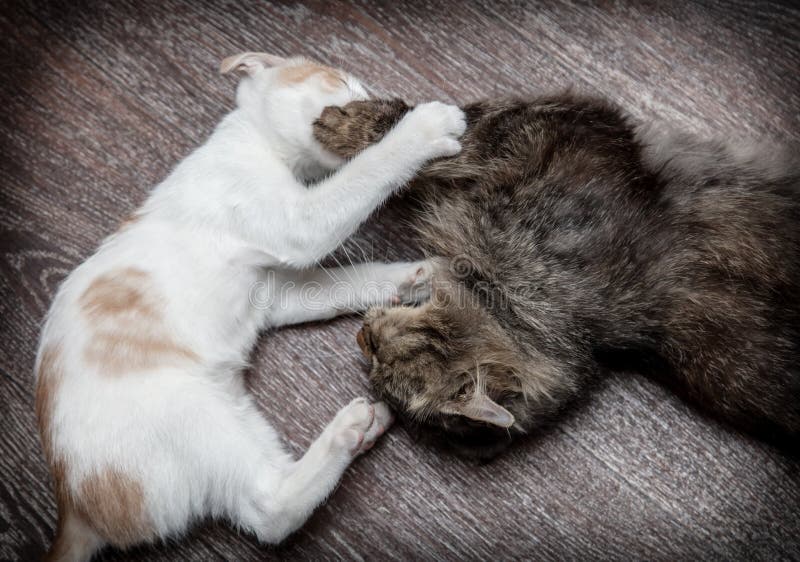 Two Cats are Playing and Fighting Stock Photo Image of fight