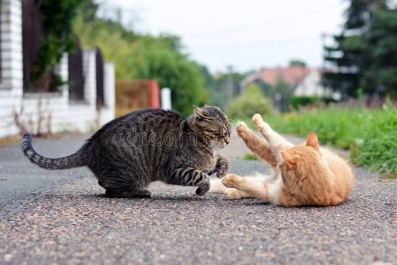 Two cats playing game stock image. Image of muzzle, cute 35117915