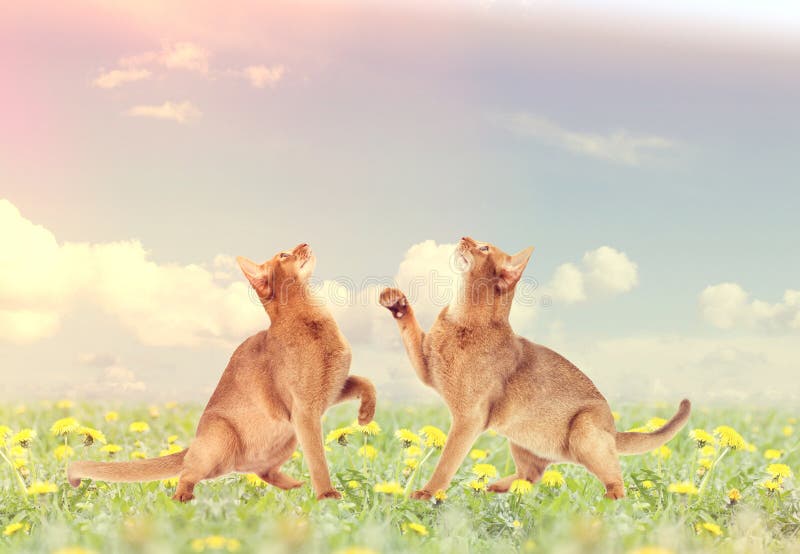 Two cats playing royalty free stock images Two cats playing royalty free stock images