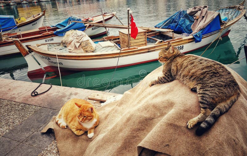 4+ Thousand Cat On Fishing Boat Royalty-Free Images, Stock Photos