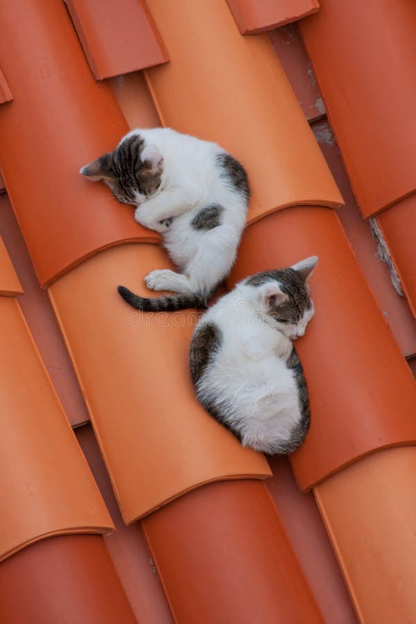 Two cats on the roof stock image. Image of kitten, domestic 30812983